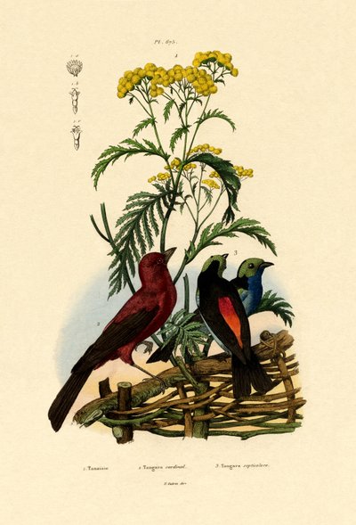 Common Tansy by French School